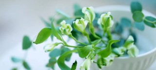 植物基食品企业AI获客，植物肉/植物奶的智能营销革命
